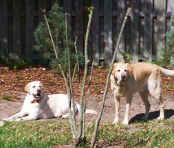 yellow labs